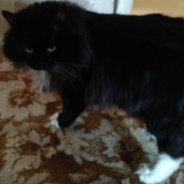 Very Good Day EasyDrop