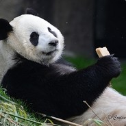 Pandadou's Avatar