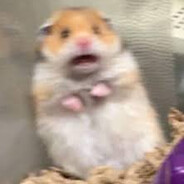 Hamsti's Avatar