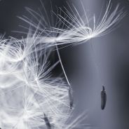 Savonnette - steam id 76561197961348595