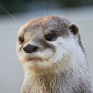 Hyppoloutre's Avatar