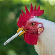 Silly chook