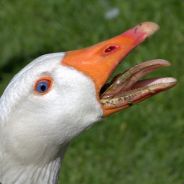 Gravybiscuit