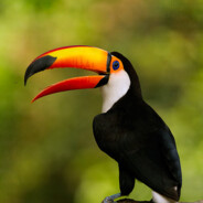 ColdToucan's Avatar