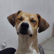 Cuchito