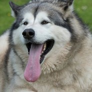 Husky