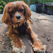 TheDabbinGoat's Avatar