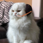 Apollo