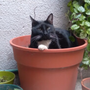martuchi 🐱‍🐉