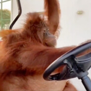 Oranguteus