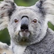 epic koala