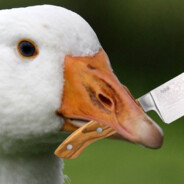 Loose Goose