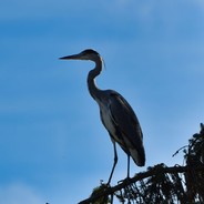 Kakadu's Avatar