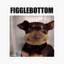 Gilbert Figglebottom