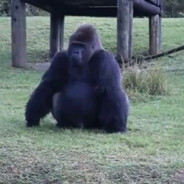 Аватар сообщества Steam