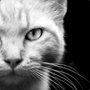 Kотик из Ривии