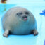 mr.seal