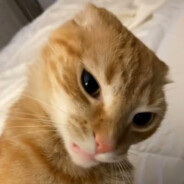 orange cat