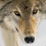 v!R__`woK^.# - steam id 76561197964473167