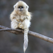MicahMonkey