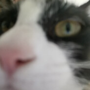 Sparro