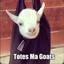 Totes Ma Goats