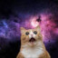 Space Catツ