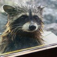 Wet Racoon avatar