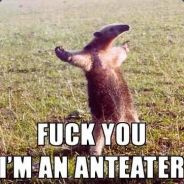 Numpty - steam id 76561197961344974