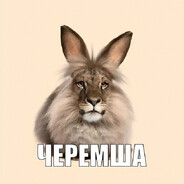 чивава