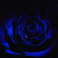 Blue Rose