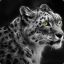 Snow Leopard