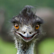 Bizonyítsa be a qrva anyját