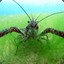 CoinCrayfish6