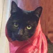 Puma's Avatar