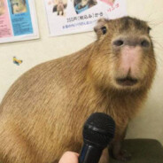 Talented Capybara