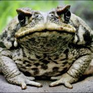 Toad`