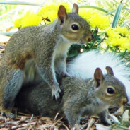 SquirrelToes
