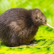 KiwisAreDangerous