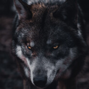 Howl