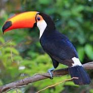 Toucan