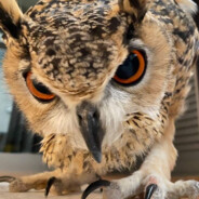 The One Who Hoots