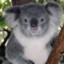 Koala228