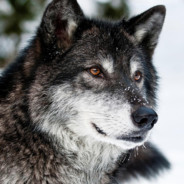 늑대신수's Avatar