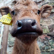 gravity cow not amused