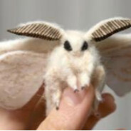 VENEZUELAI USZKÁR BUTTERFLY