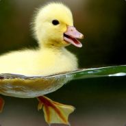 Soapy Duck's Avatar