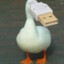 _Ducky_