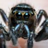 TheSpiderGames
