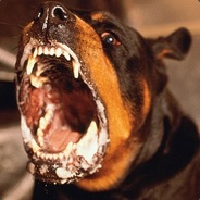 WarDog